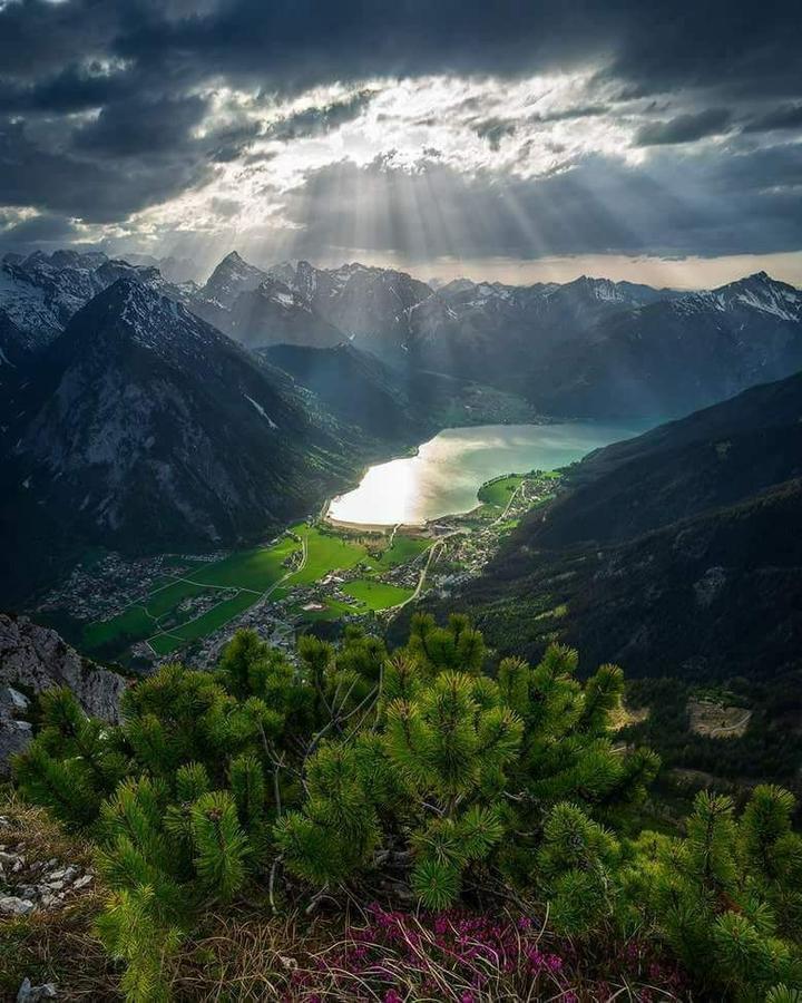 Rotspitz Adults - Only